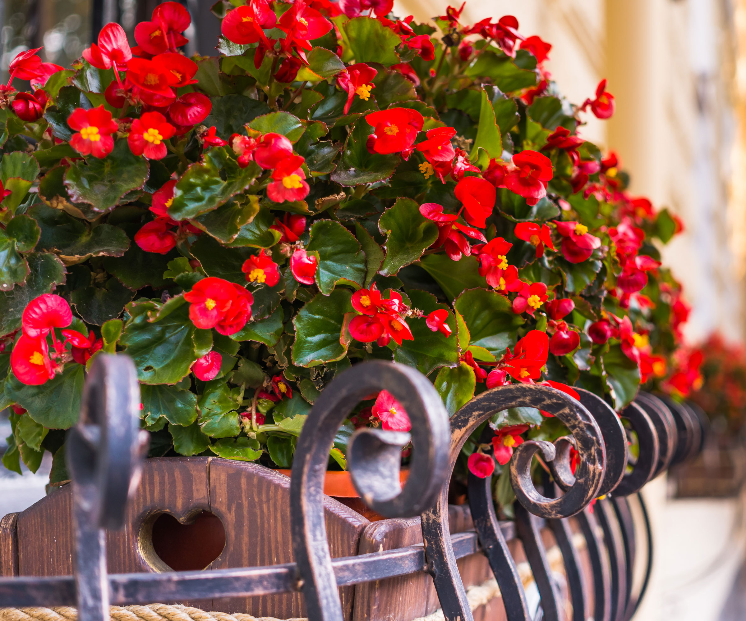 red begonia plants in balcony window box
