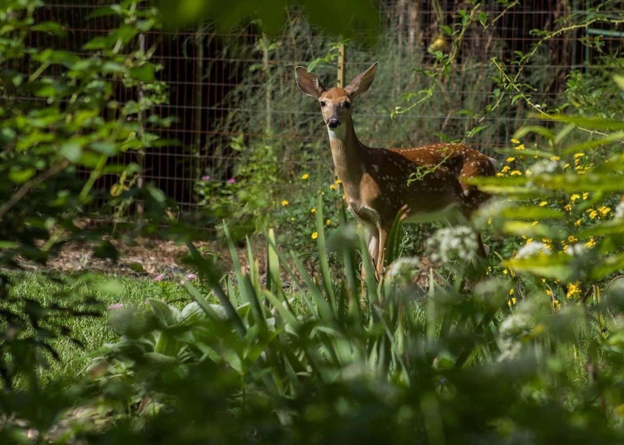 Deer In A Garden