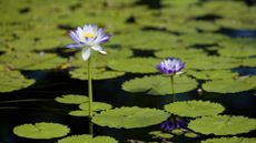 Blue water lily flowers standing tall above the surface of the water