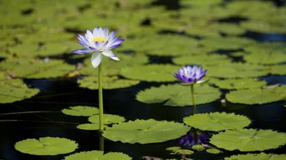 Blue water lily flowers standing tall above the surface of the water