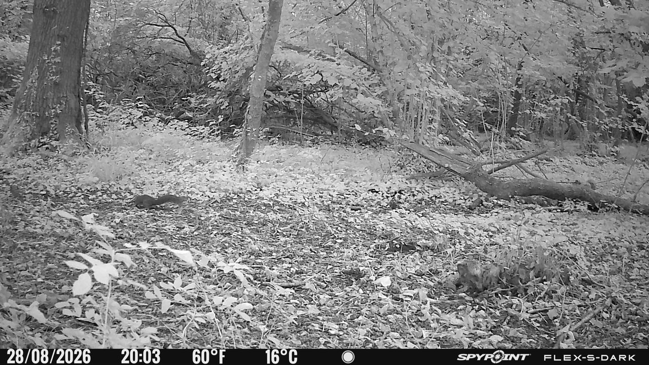 Nighttime images from the Spypoint FLEX-S-Dark trail camera