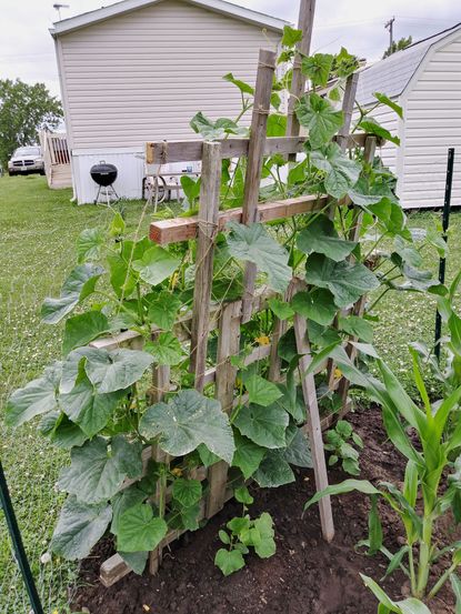 Cucumbers Growing Up Wooden Garden Fence In A Yard