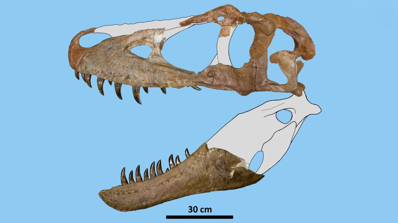 A reconstruction of what the remainder of the skull may have looked like.