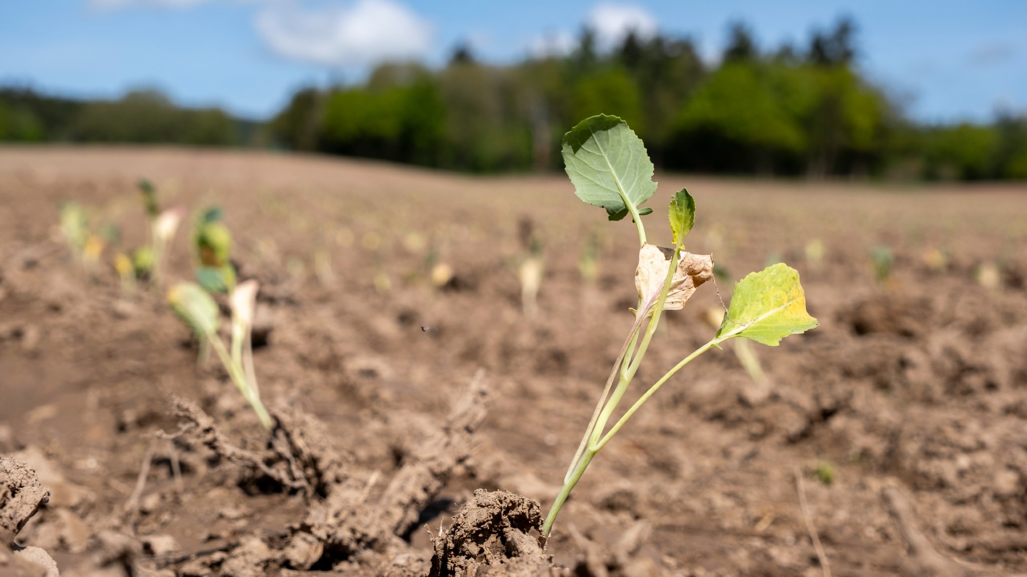 A seedling with yellowing leaves in dry soil