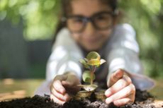 Child nurturing a sapling planted in a bed of soil and coins