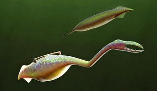 The Tully monster was about 1 foot (0.3 meters) long.