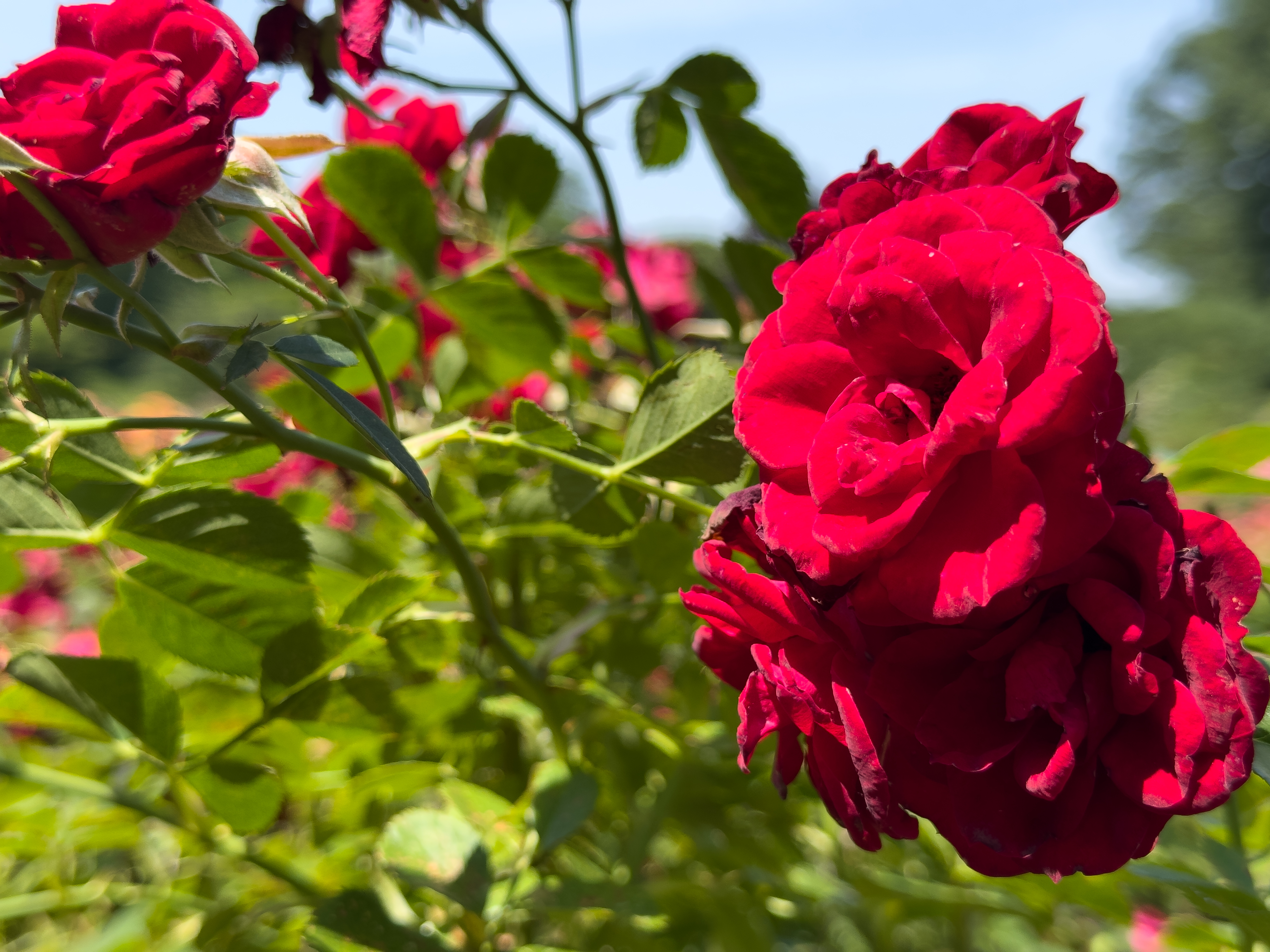 A red rose photographed at 2X zoom with an iPhone 16 Pro Max