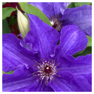 A close-up of a purple clematis flower