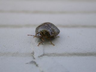 Invasive Kudzu Bugs Arrive in Georgia