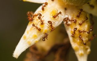 Fire ants crawl over a flower.