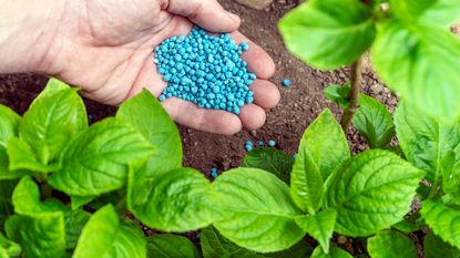 When is the Best Time to Fertilize Outdoor Plants: Expert Tips