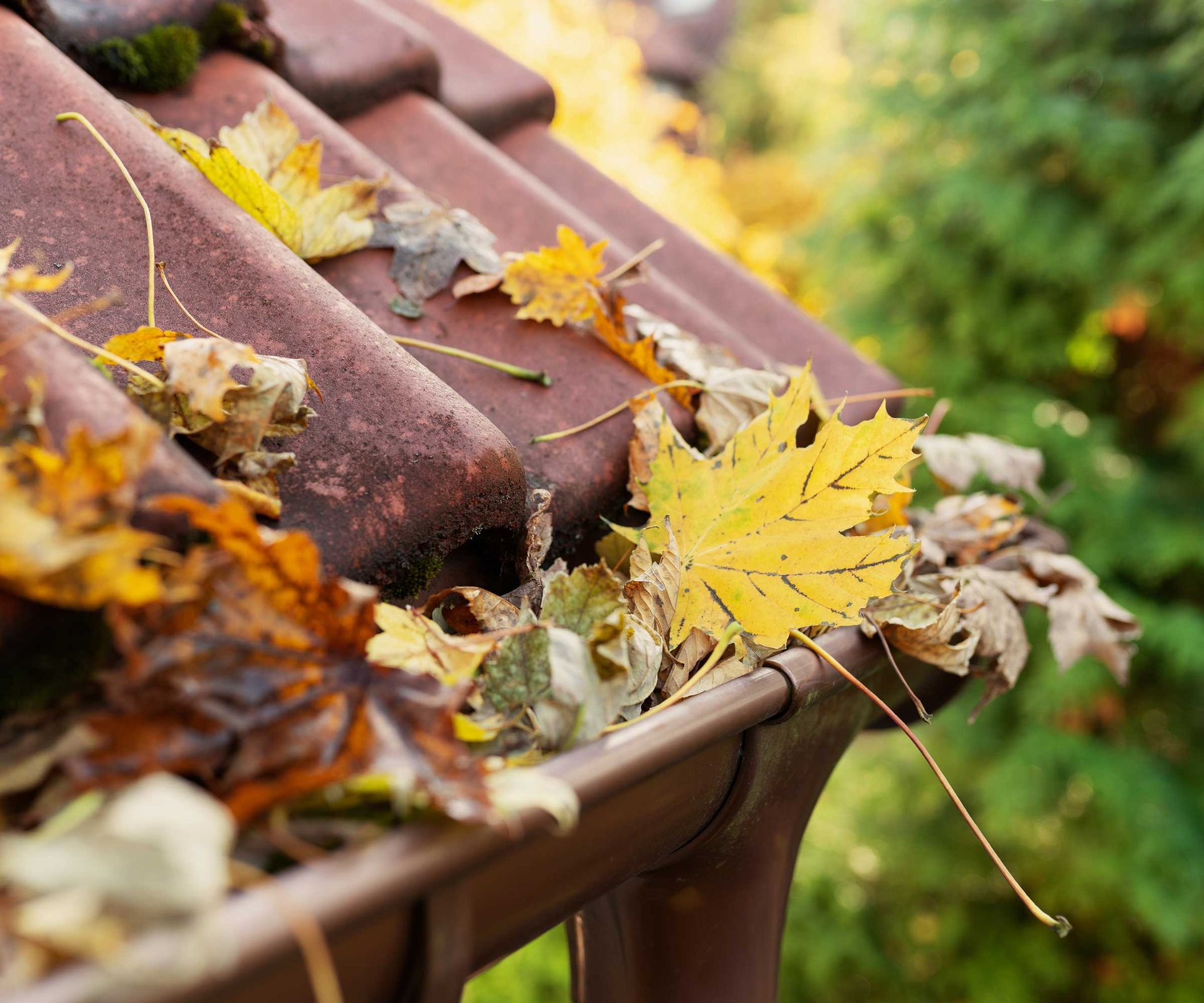 leaves in gutter