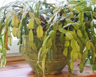 Christmas cactus with yellowing leaves