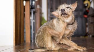 a dog scratching their coat