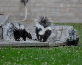 The striped skunk (Mephitis mephitis) in a residential backyard