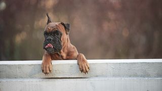 Bullmastiff