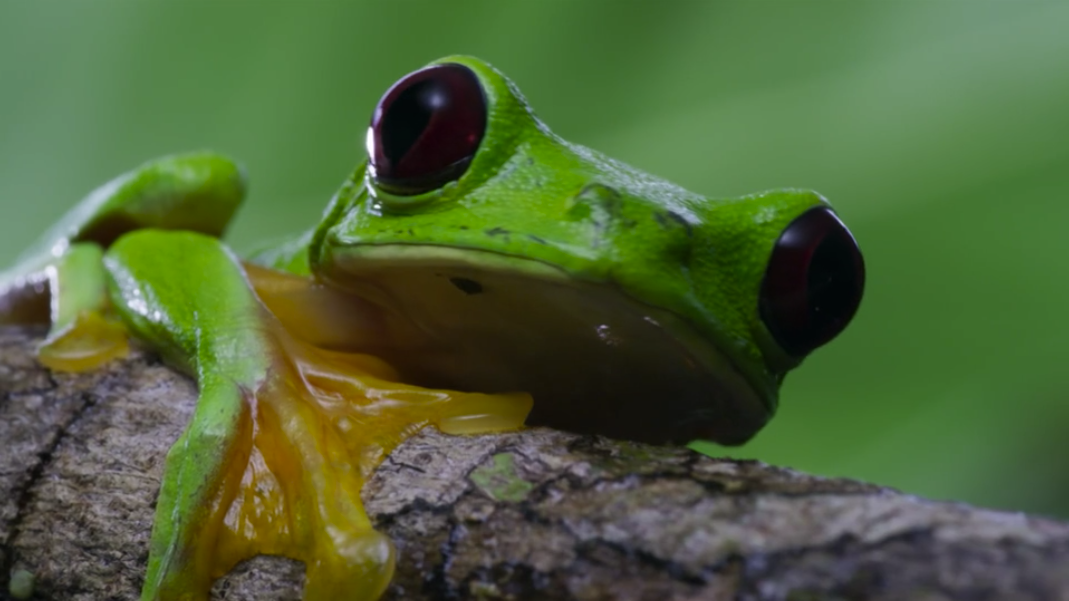 Close up shot of a green tree frog from BBC's Planet Earth III, narrated by Sir David Attenborough.