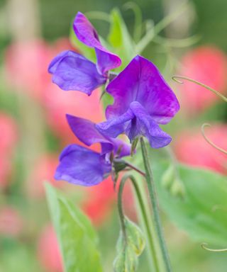 sweet pea 'Lord Nelson'