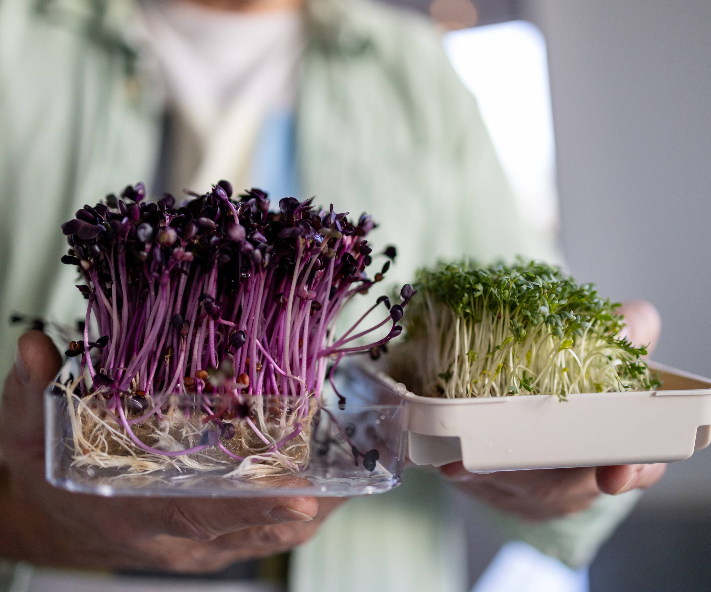 A man holding two trays of microgreens