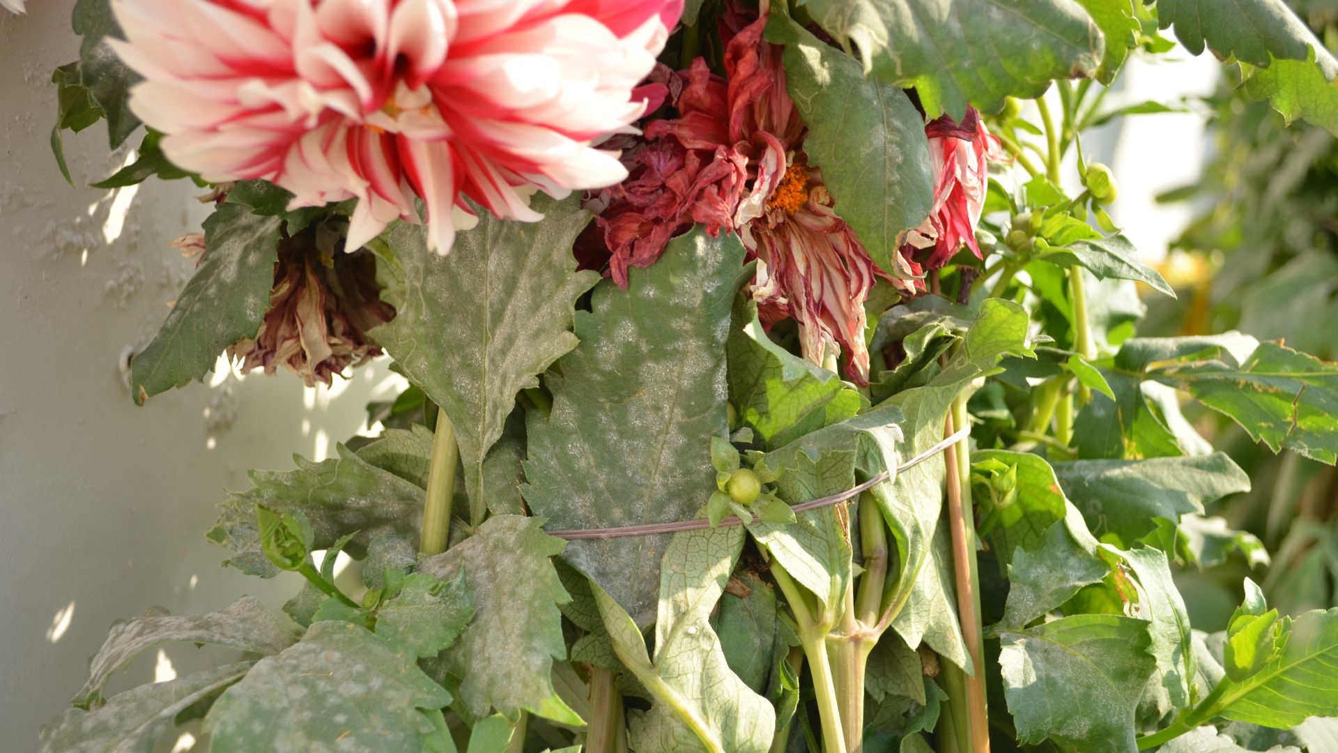 picture of dahlias in garden with mildew growing on them