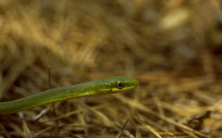 Big Thicket National Preserve Green Snake wallpaper