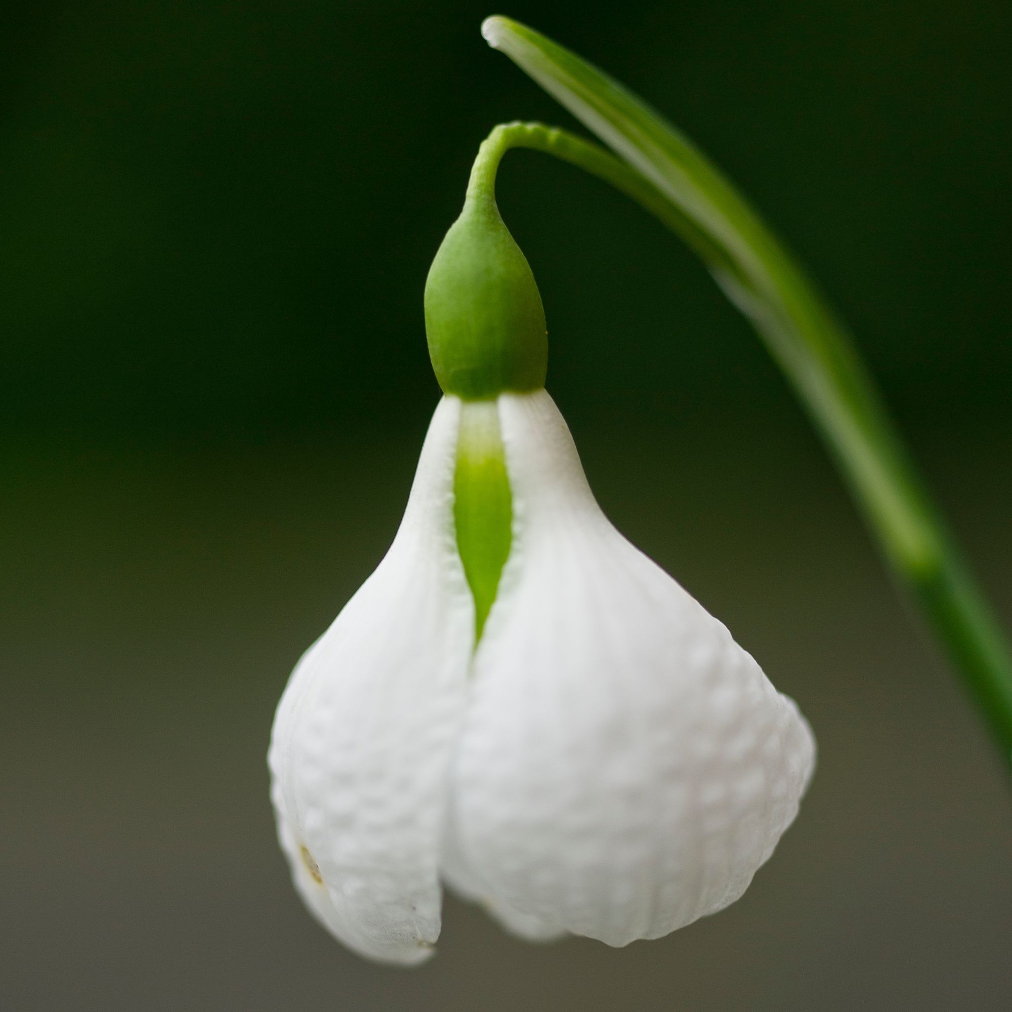 Flowering Galanthus 'Diggory' snowdrops