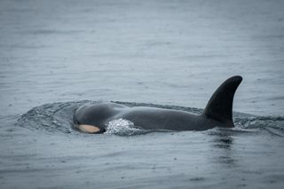 Scarlet, or J50 swimming. 