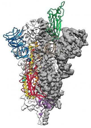 This is the 3D atomic scale map or molecular structure of the SARS-2-CoV protein "spike" which the virus uses to invade human cells.