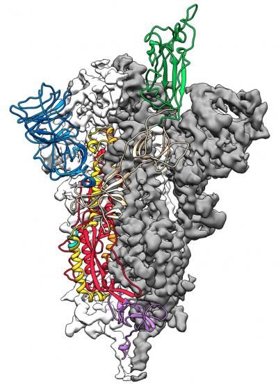 This is the 3D atomic scale map or molecular structure of the SARS-2-CoV protein &quot;spike&quot; which the virus uses to invade human cells.