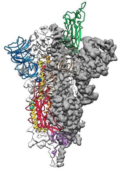 Coronavirus 'spike' protein just mapped, leading way to vaccine