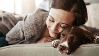 sleeping English springer spaniel with girl