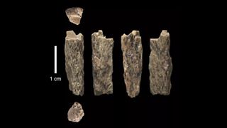 A tiny bone fragment from Denisova Cave in Siberia has provided new evidence that Denisovans and Neanderthals mated.