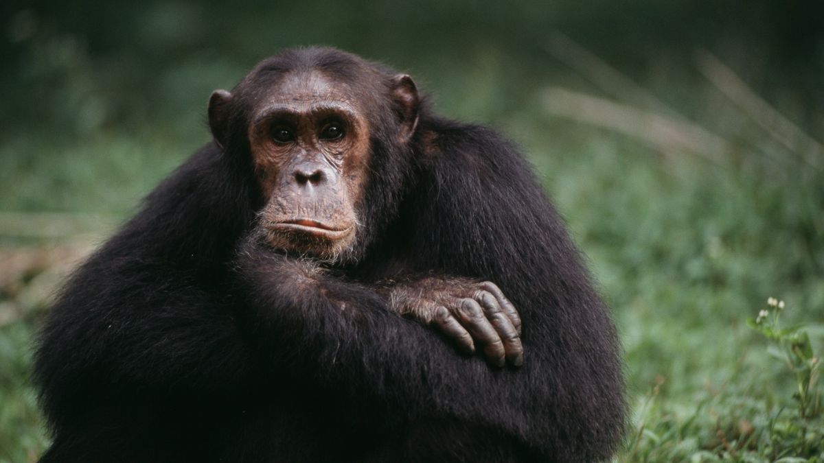 Photo of a chimpanzee sitting down in the grass. Their arms are folded, with one hand underneath their chin. They have a pensive expression on their face.