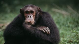 Photo of a chimpanzee sitting down in the grass. Their arms are folded, with one hand underneath their chin. They have a pensive expression on their face.