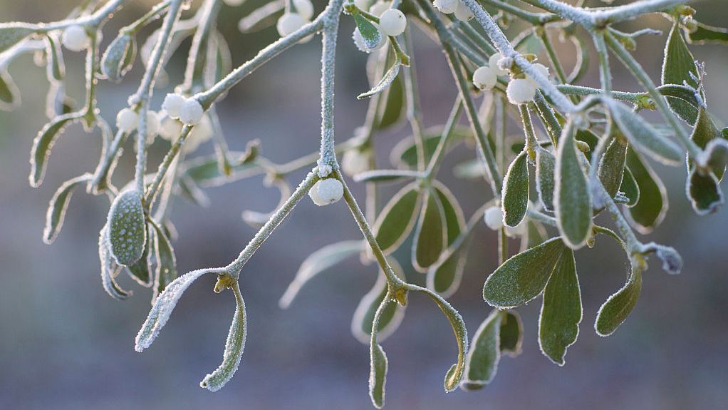 mistletoe with berries