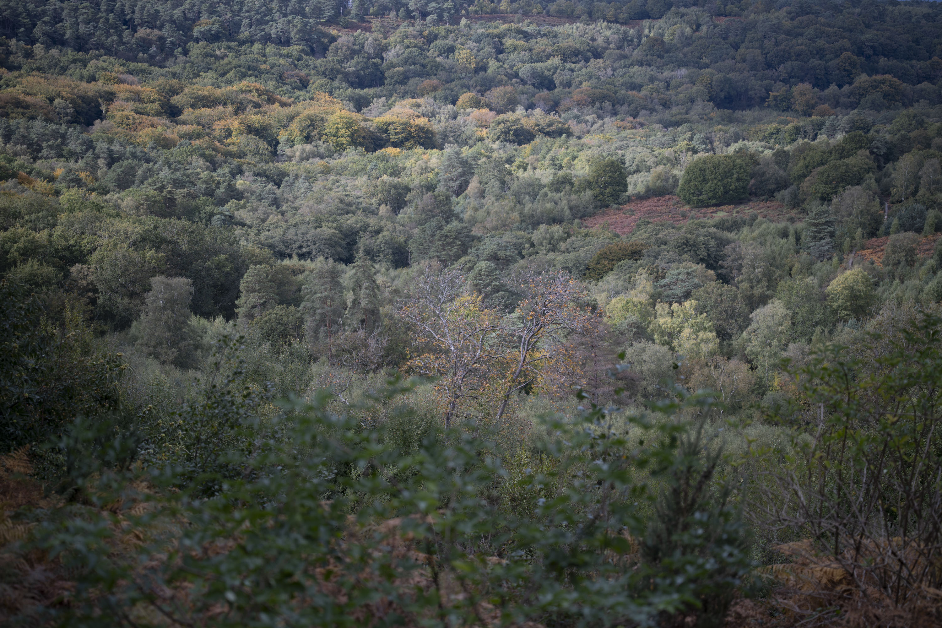Nikon Z 24-70mm f/2.8 S II sample gallery: an elevated viewpoint of a vast woodland
