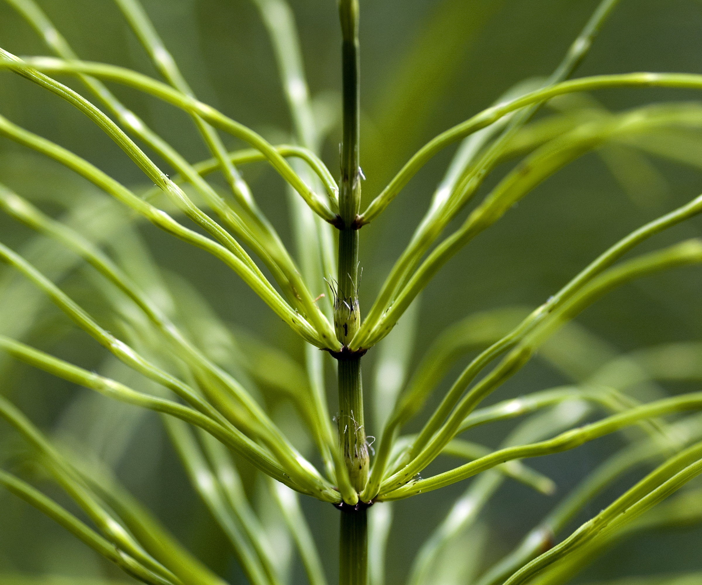 A close-up image of a summer horsetail stem