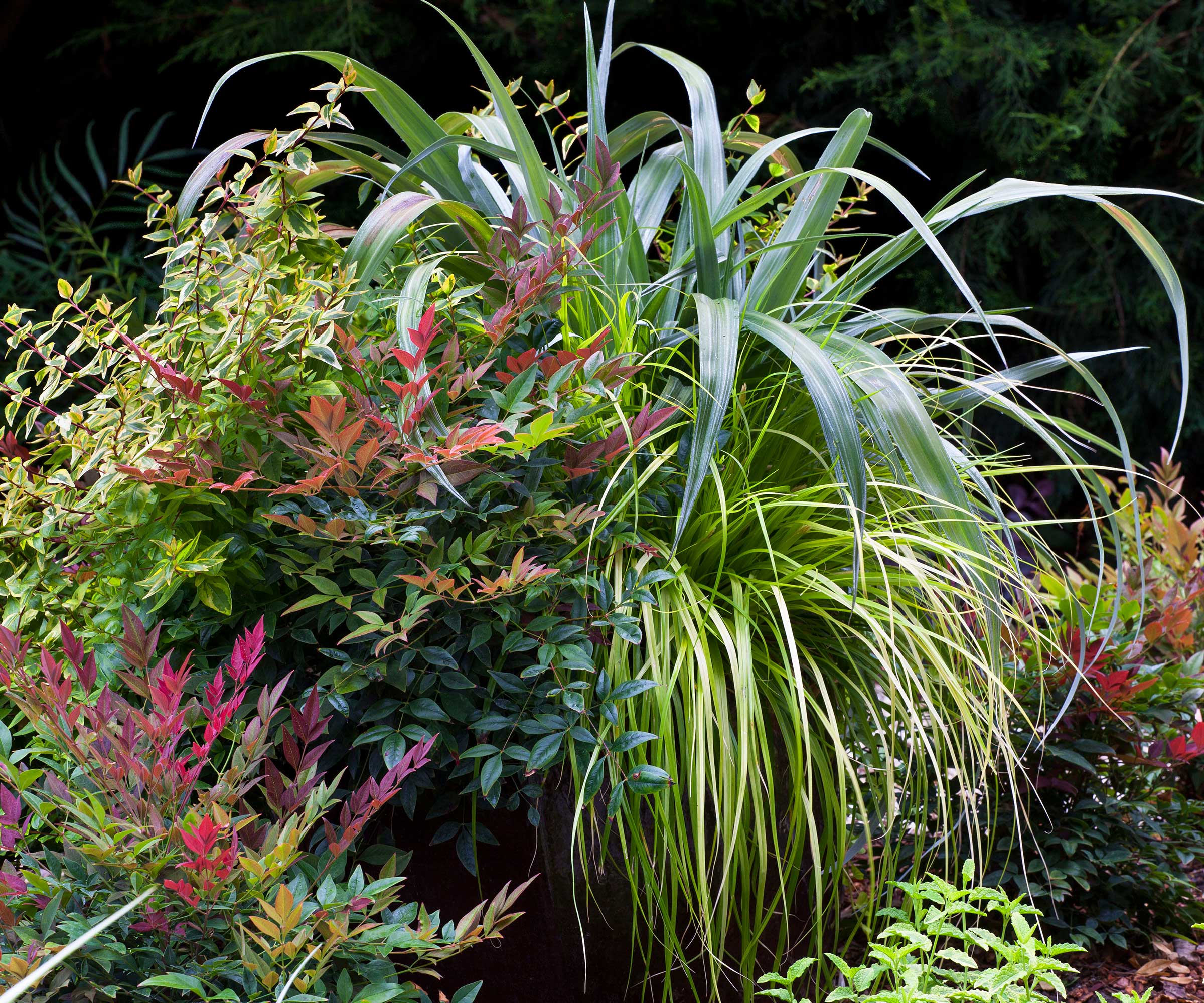 Obsession™ Nandina, Astelia ‘Silver Shadow’, Carex EverColor® ‘Everillo’ and ‘Kaleidoscope’ Abelia in container
