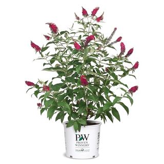 Proven Winner Miss Molly Buddleia 2 Gal, Pink and Red Blooms