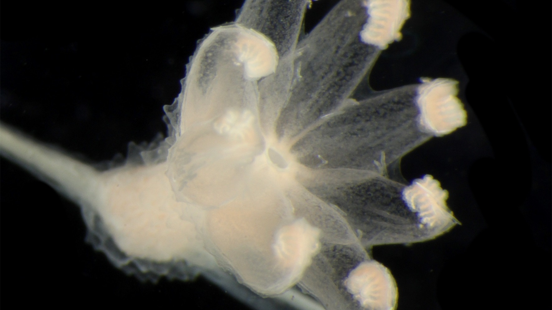 एकत्र किए गए 55 नमूनों में से सात को नई प्रजातियों के रूप में पुष्टि की गई है, जिसमें क्राइसोगोरगिया अब्लूडो, एक प्रकार का मूंगा शामिल है।