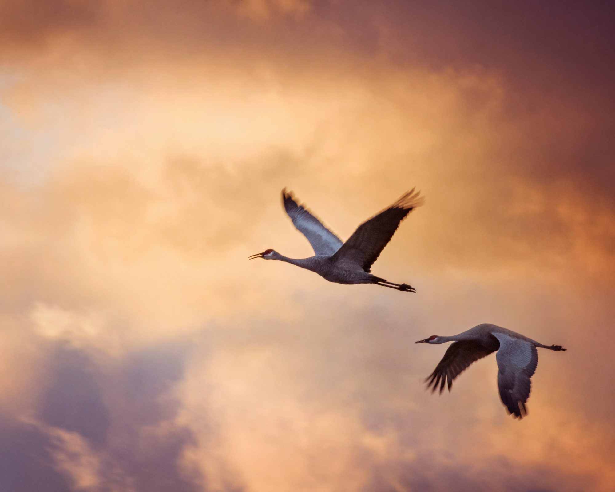 Two Sandhill Cranes in fall migration