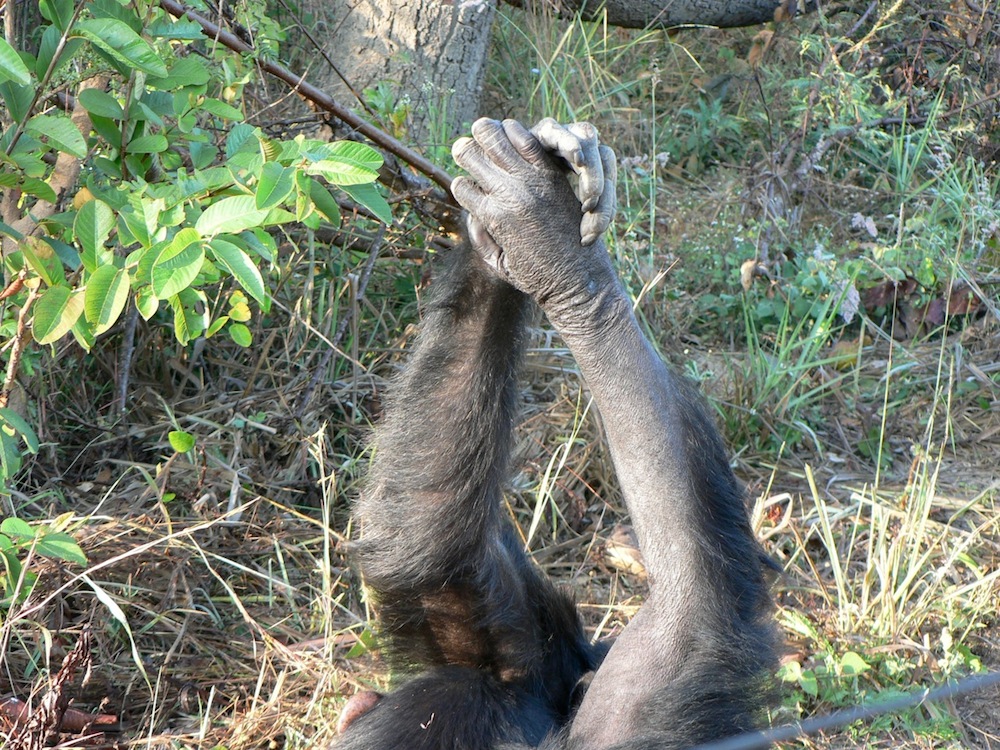 Chimpanzees grasping hands during grooming