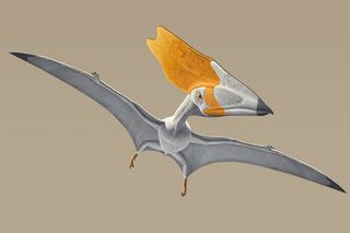 An illustration of the pterosaur Thalassodromeus sethi as it would've looked when alive 110 million years ago.