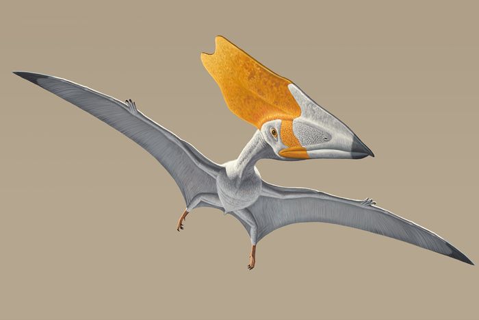 An illustration of the pterosaur Thalassodromeus sethi as it would&#039;ve looked when alive 110 million years ago.