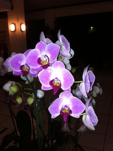 The tropical climate lets orchids grow outdoors