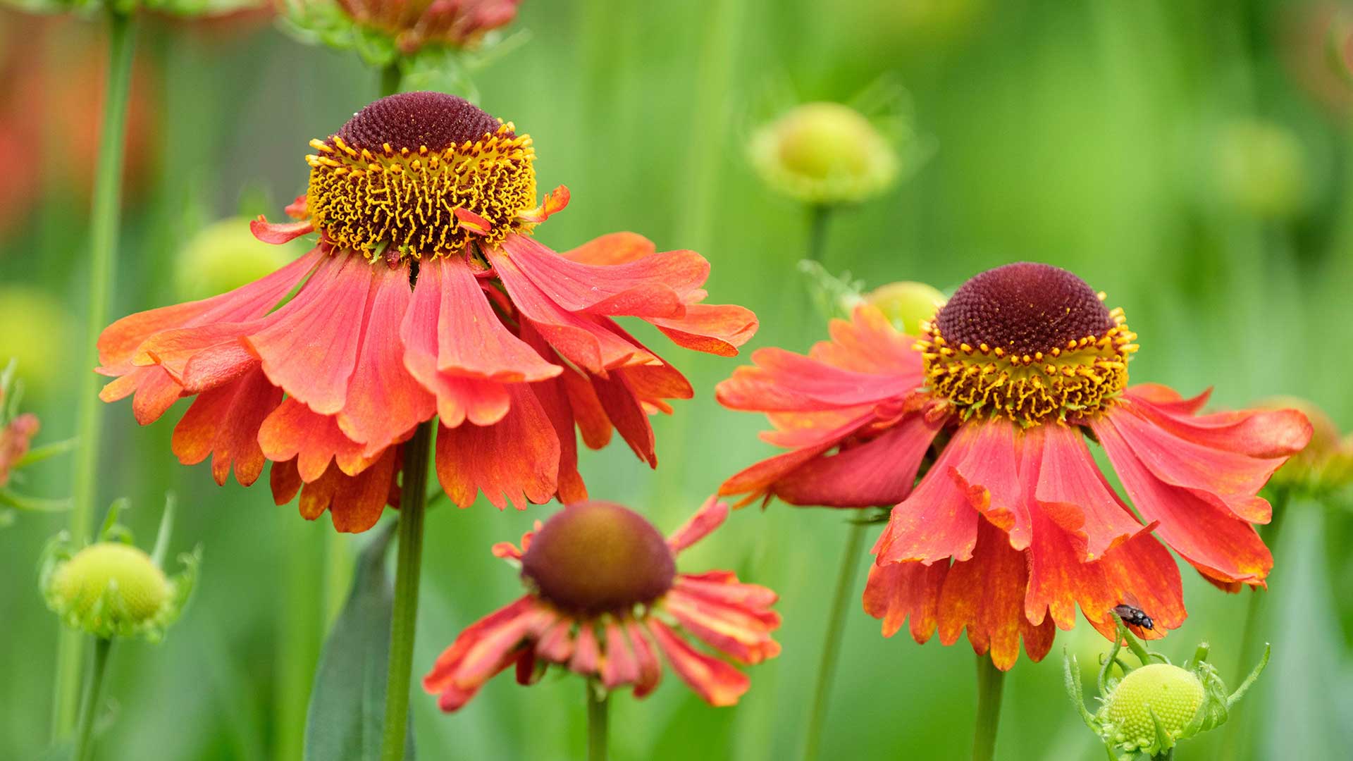 helenium flowers