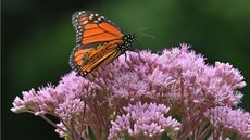 Joe Pye weed with butterfly
