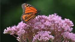 Joe Pye weed with butterfly