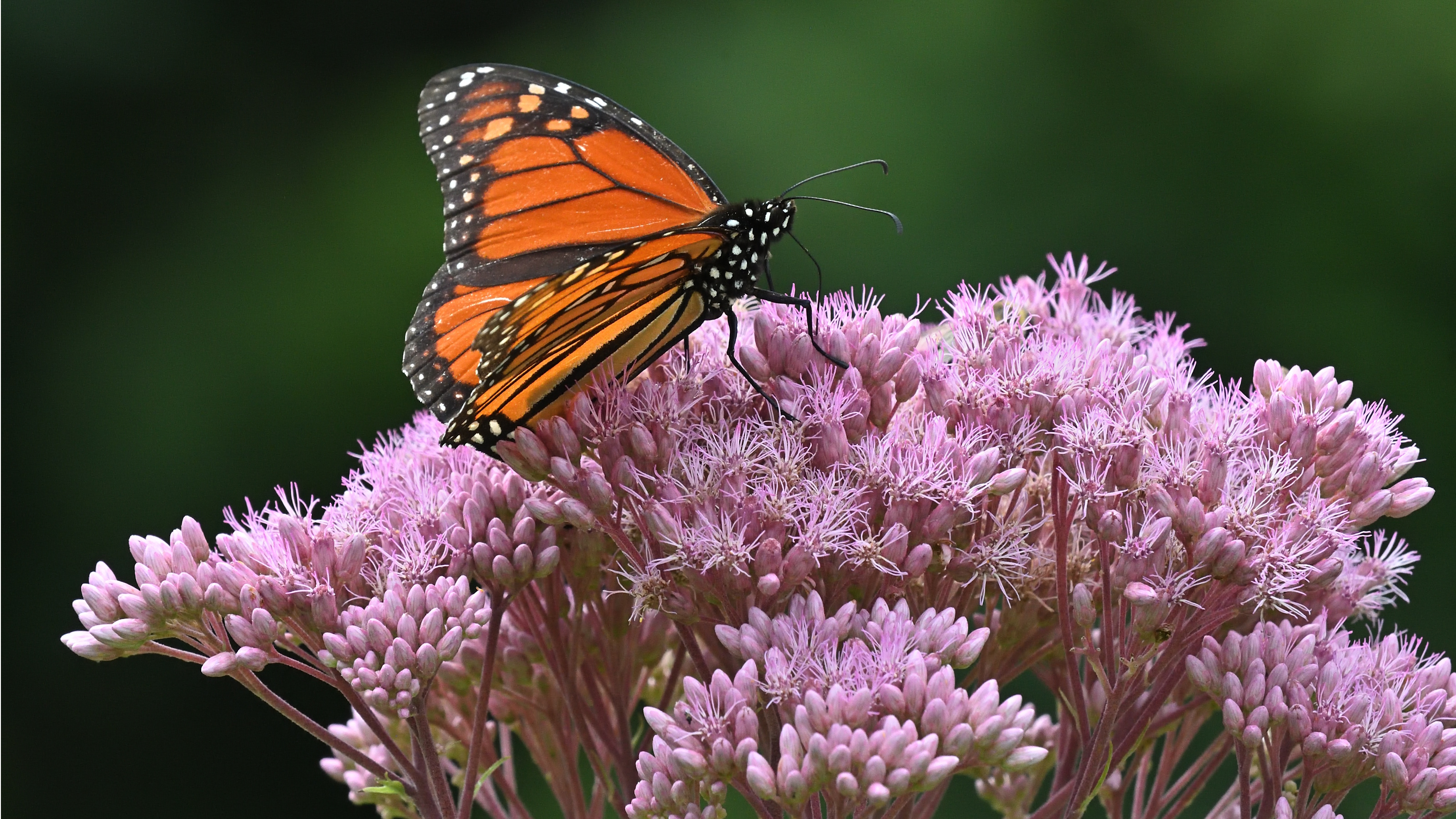 Joe Pye weed with butterfly