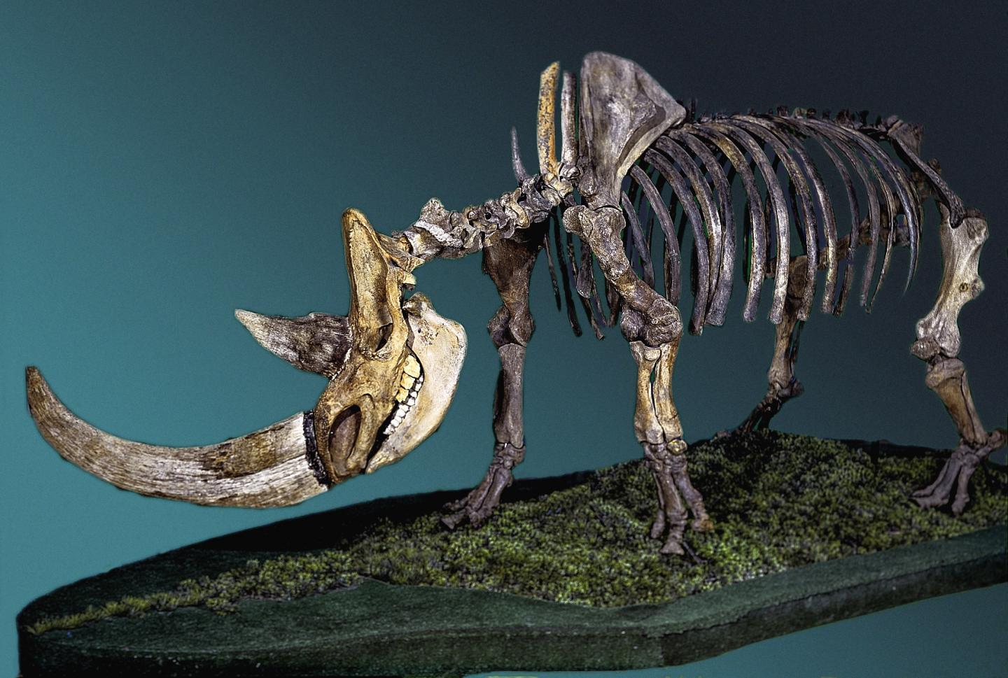 A woolly rhino skeleton